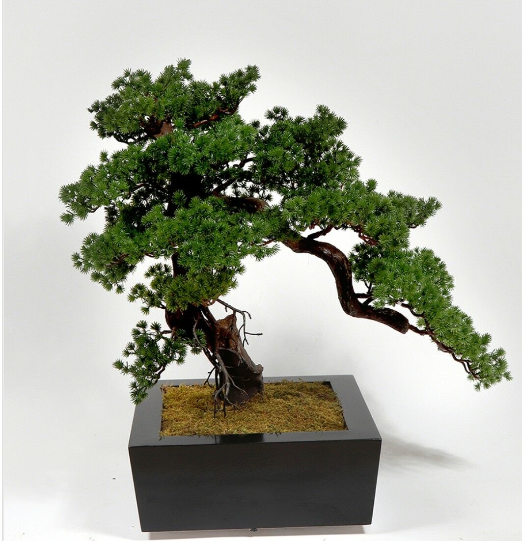 Yapay%20Pina%20Bonsai