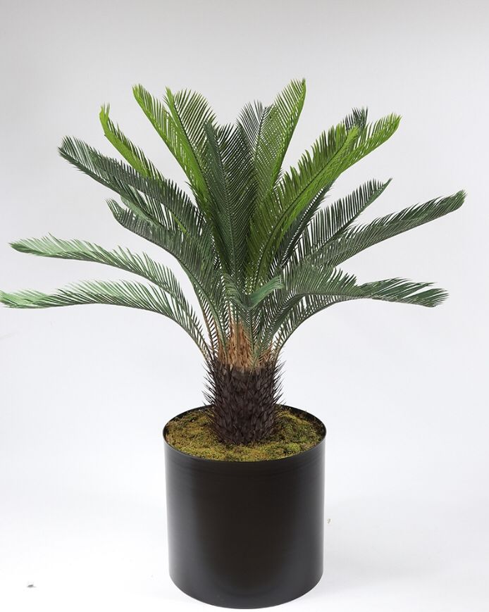 Yapay%20Cycas%20Bitkisi