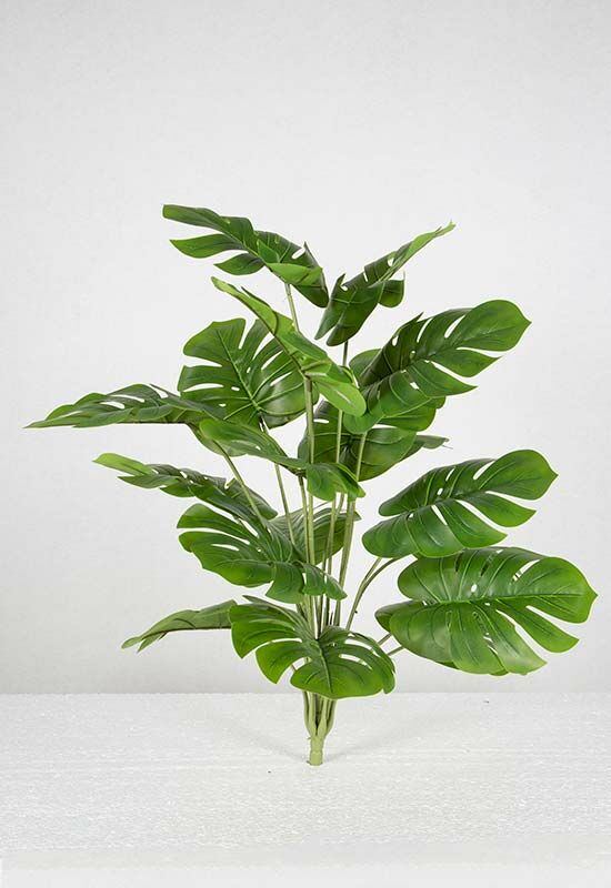 Yapay%20Monstera