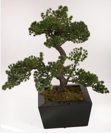 Yapay Pina Bonsai Kısa