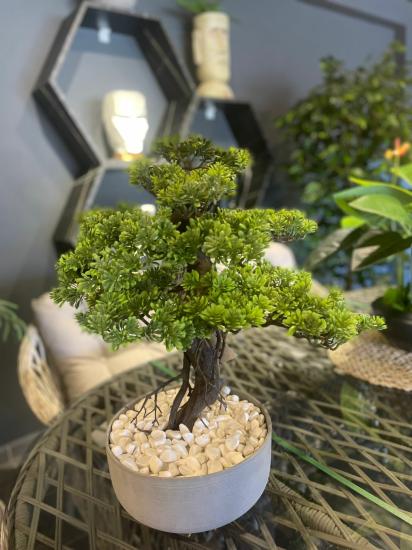 Fiber Beton saksılı bonsai