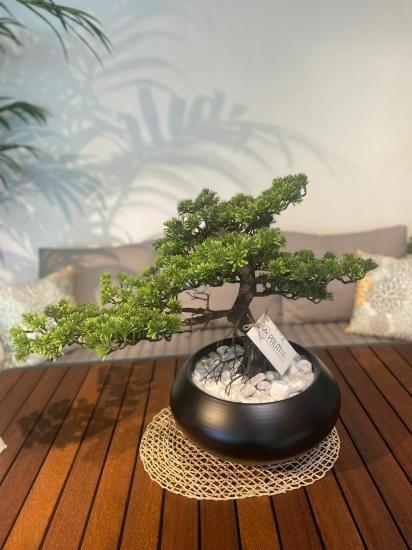 Seramik saksılı bonsai