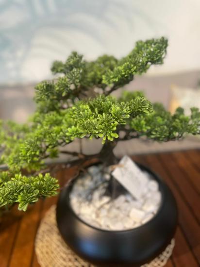 Seramik saksılı bonsai