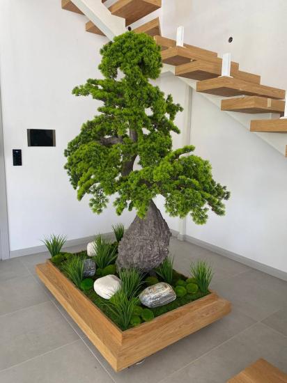 bonsai 200 cm