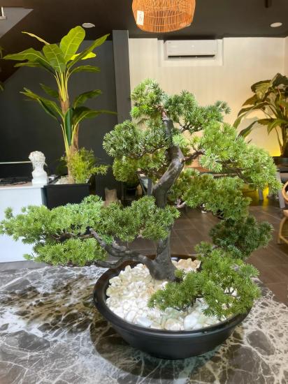 Bonsai 63 cm