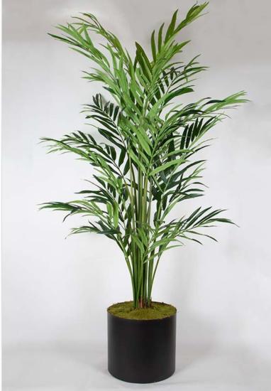 Kentia Palmiyesi 250 cm