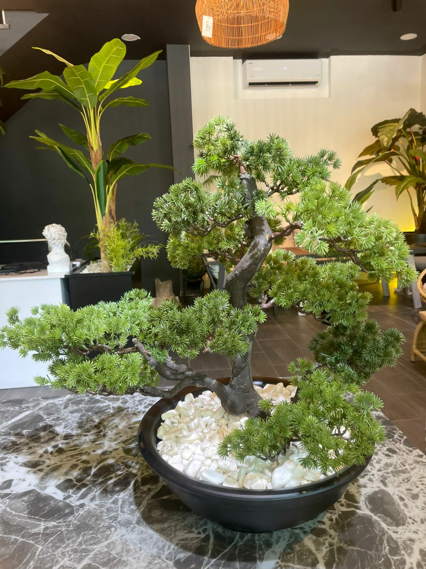 Bonsai%2063%20cm